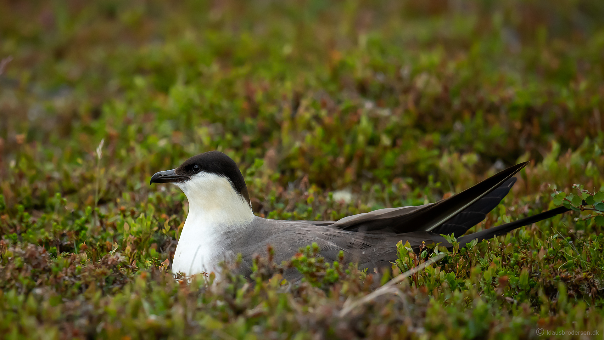 Long-tailed skua (Stercorarius longicaudus)
