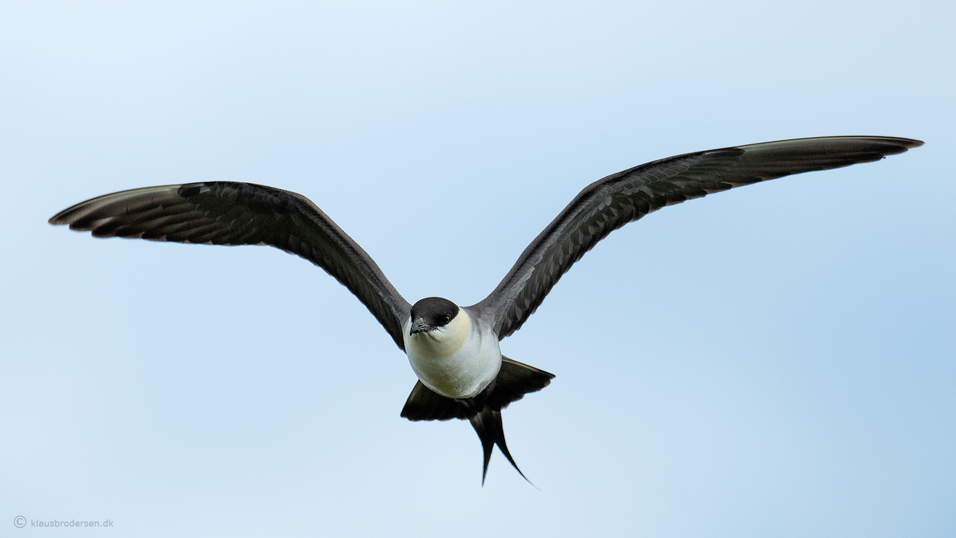 Long-tailed skua (Stercorarius longicaudus)