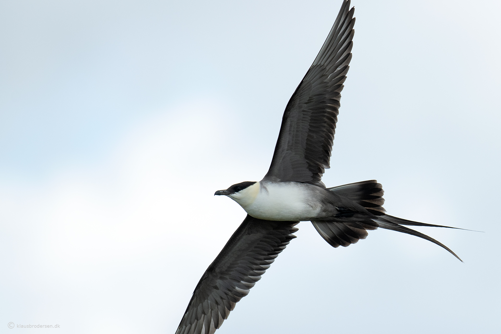Long-tailed skua (Stercorarius longicaudus)
