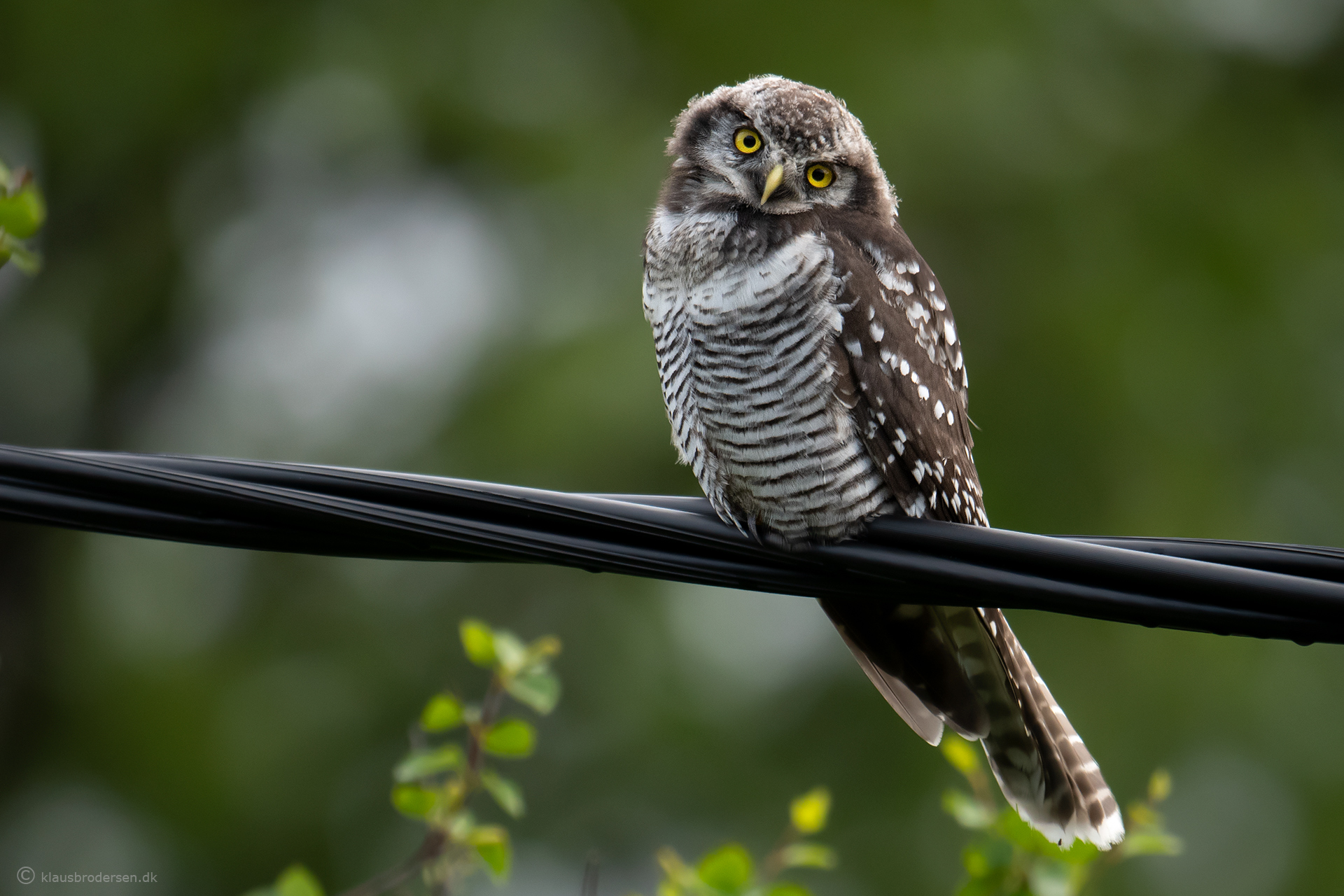 Hawk owl (Surnia ulula)