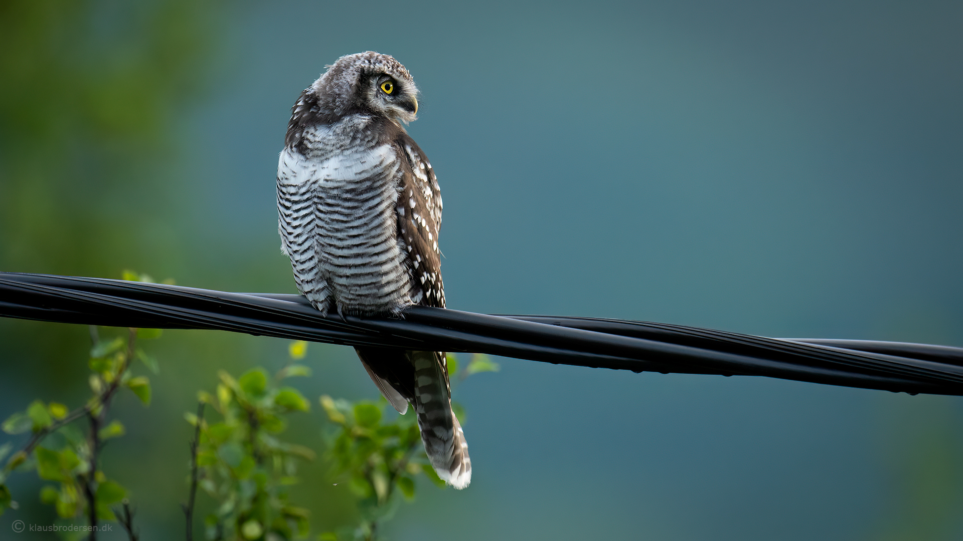 Hawk owl (Surnia ulula)