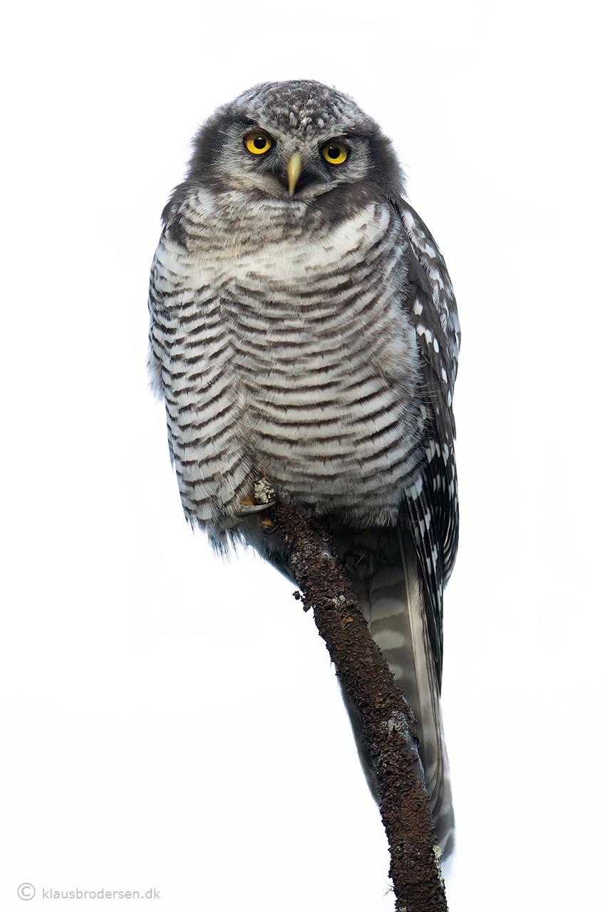 Hawk owl (Surnia ulula)