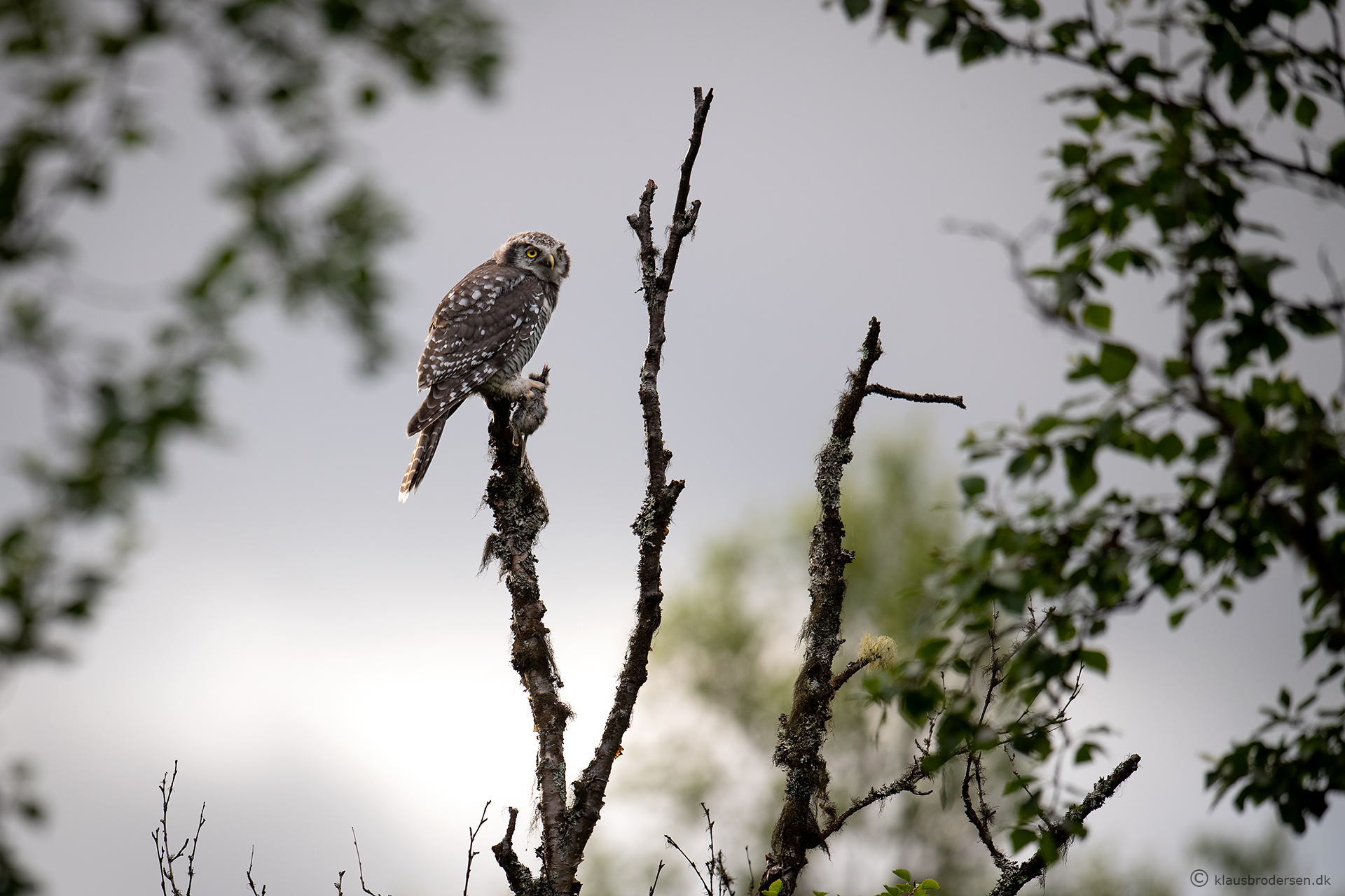 Hawk owl (Surnia ulula)