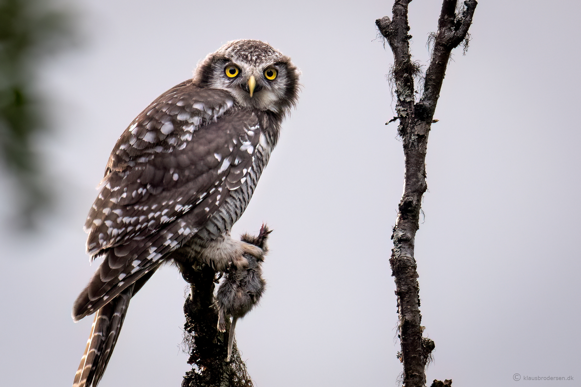 Hawk owl (Surnia ulula)