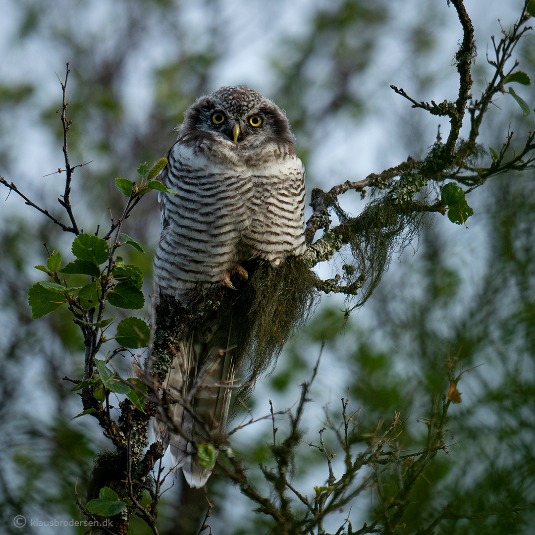 Hawk owl (Surnia ulula)