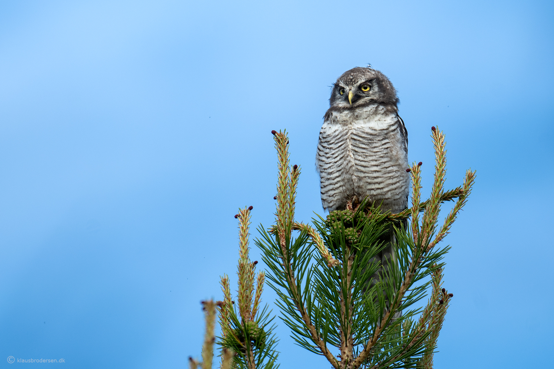 Hawk owl (Surnia ulula)
