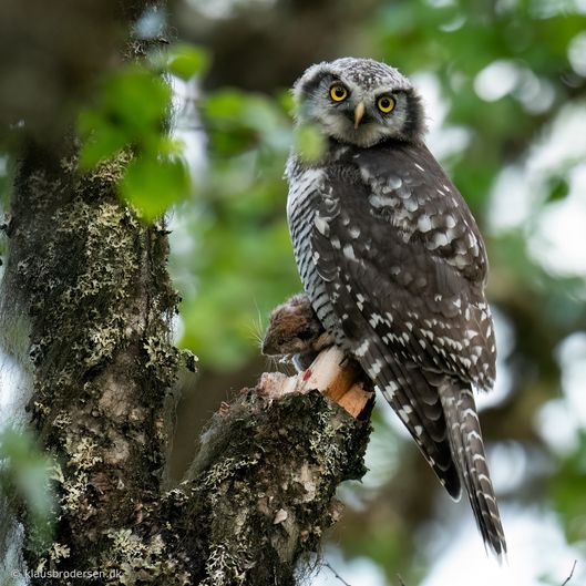 Hawk owl (Surnia ulula)
