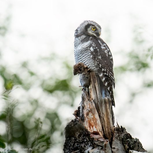 Hawk owl (Surnia ulula)