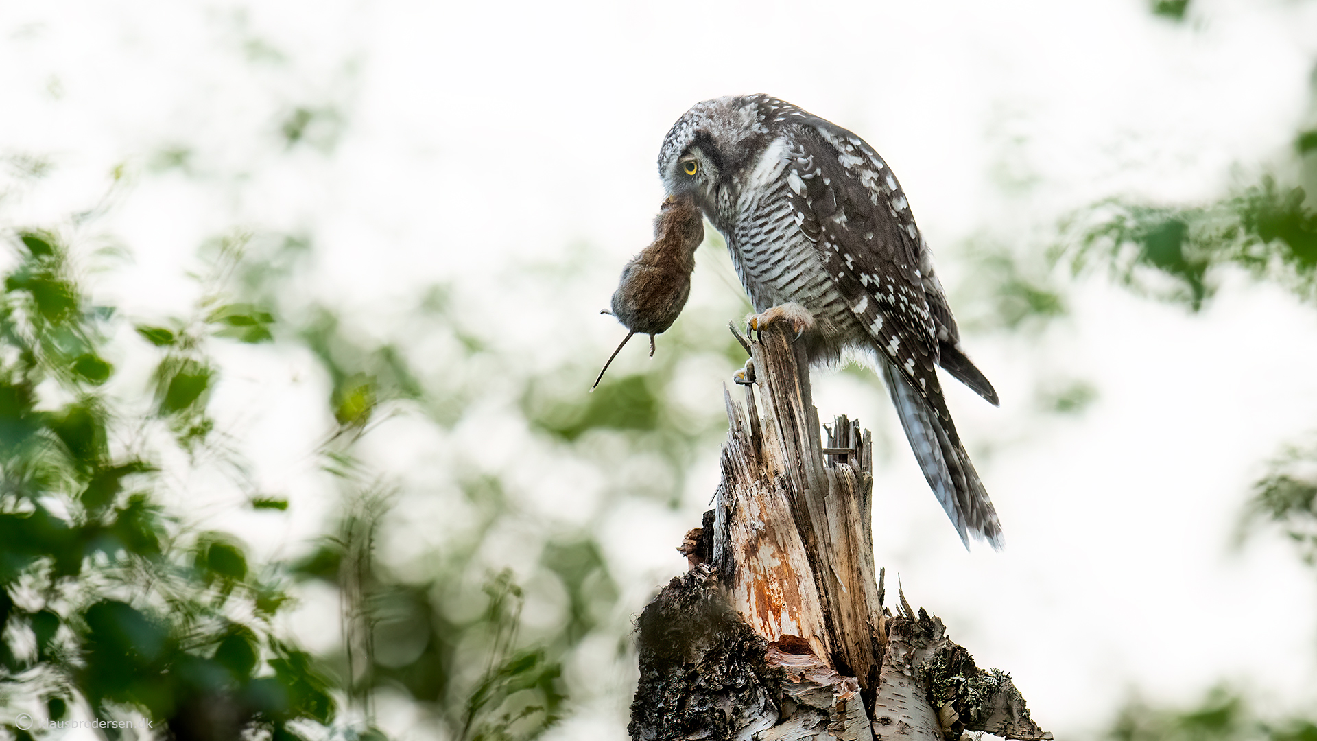 Hawk owl (Surnia ulula)