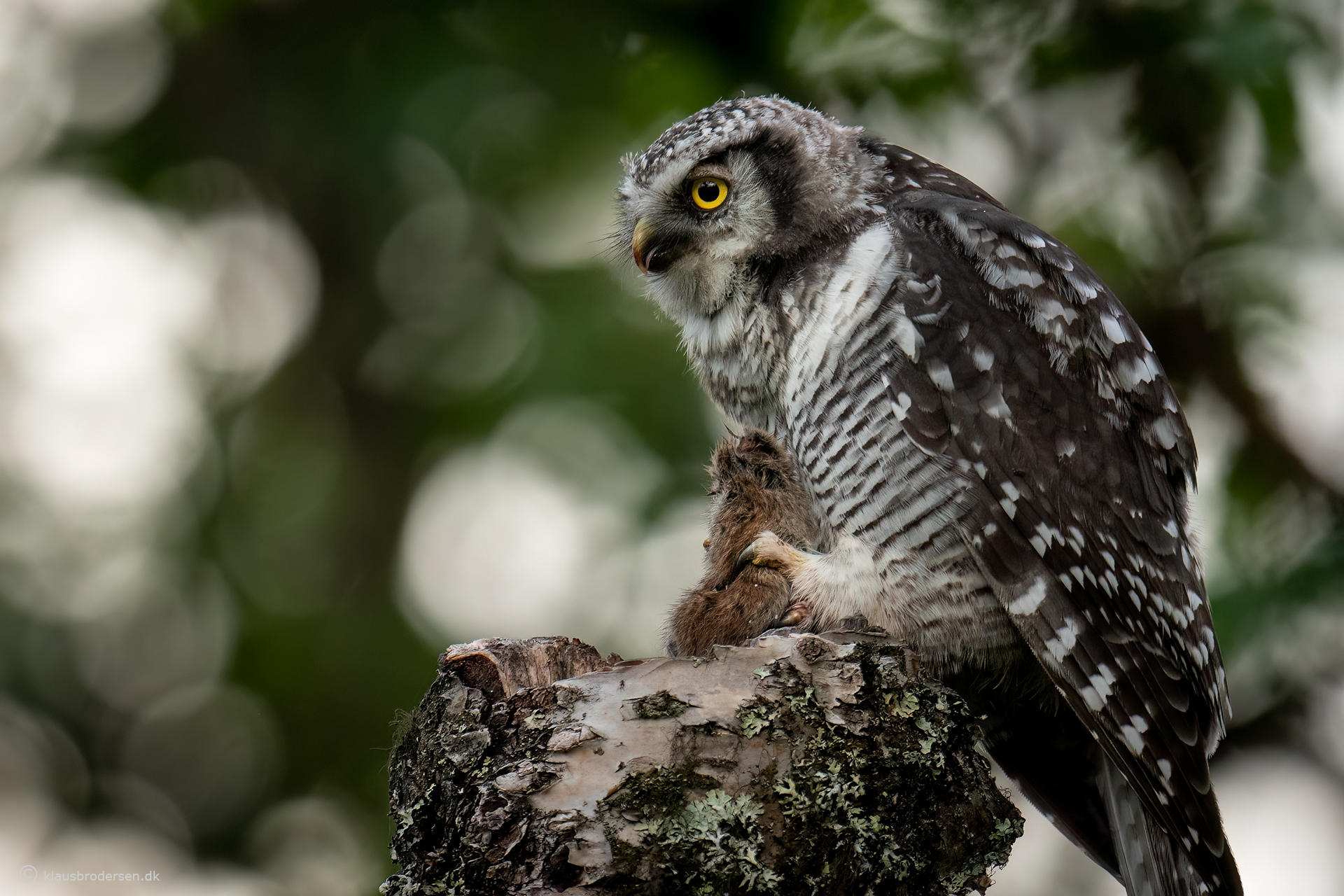Hawk owl (Surnia ulula)