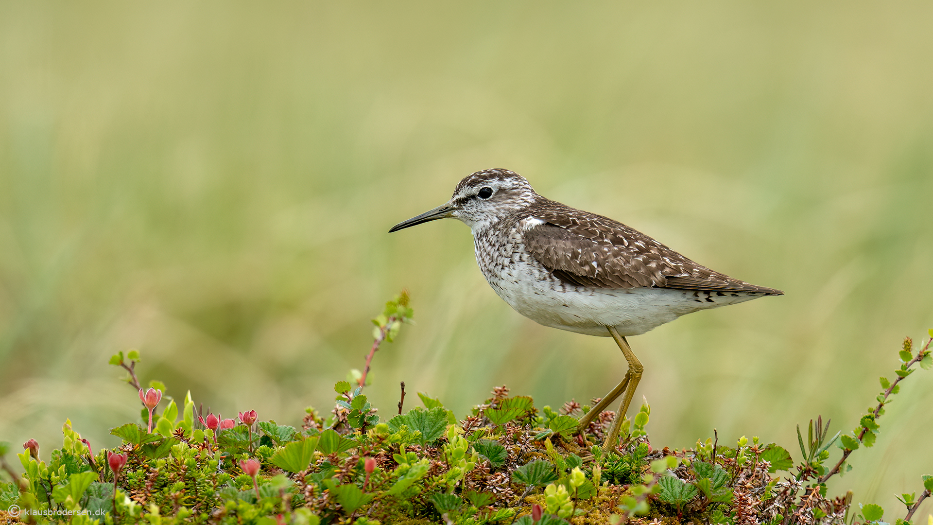 Wood sandpiper (Tringa glareola)