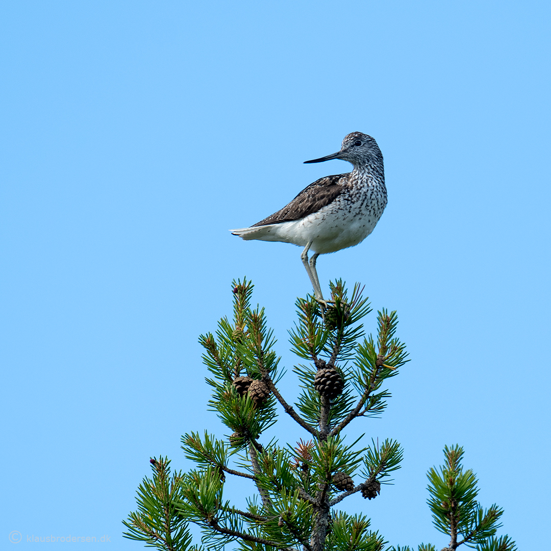 Common greenshank (Tringa nebularia)