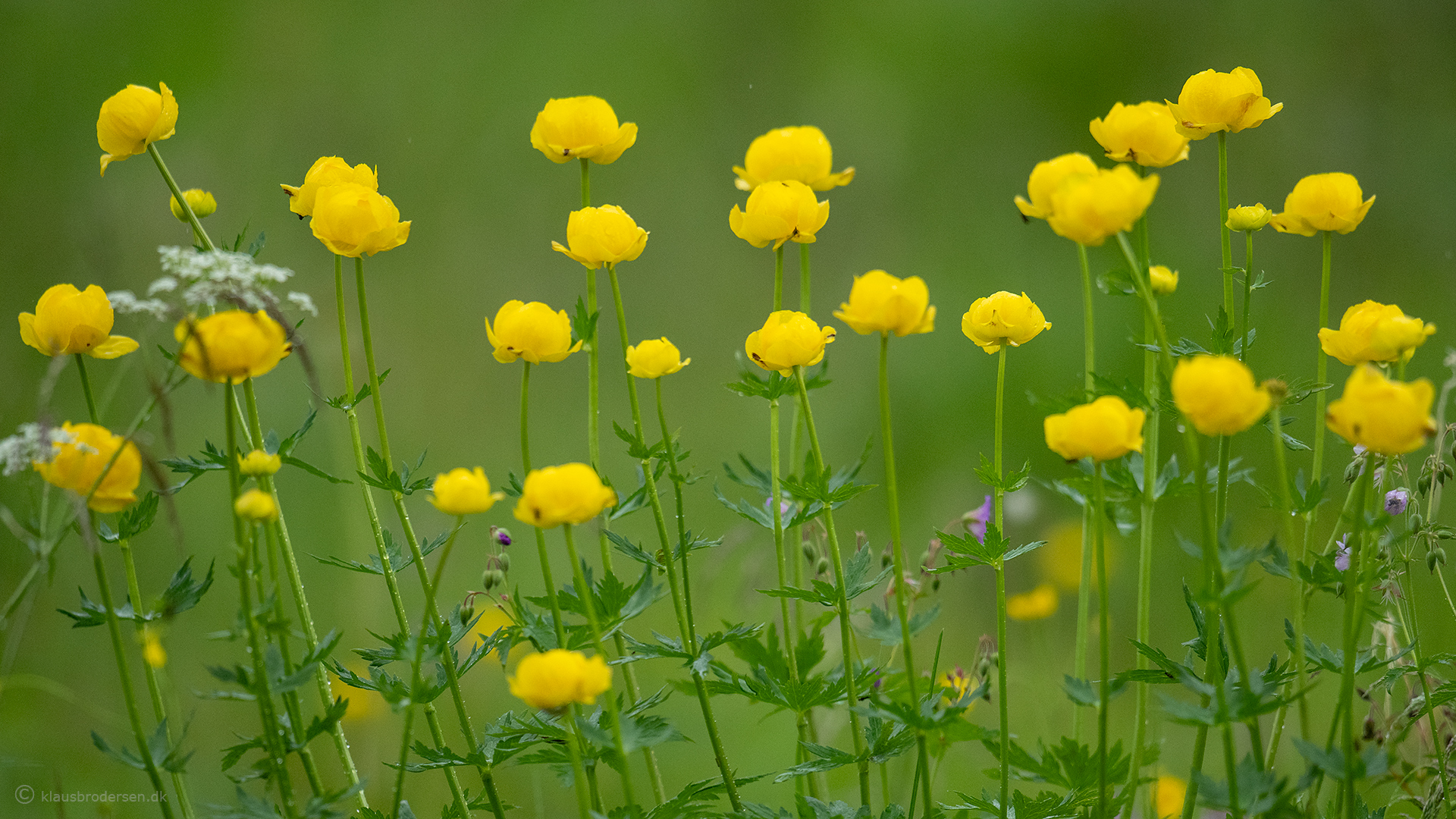 Trollius europaeus