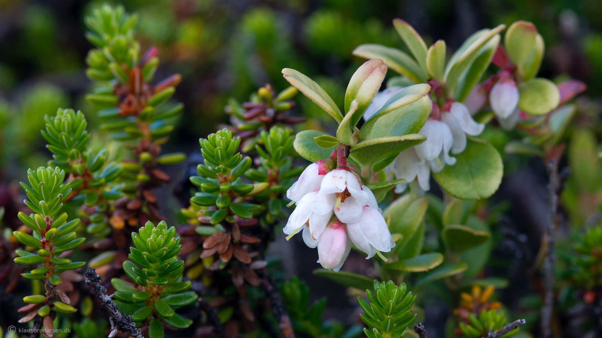 Vaccinium vitis-idaea