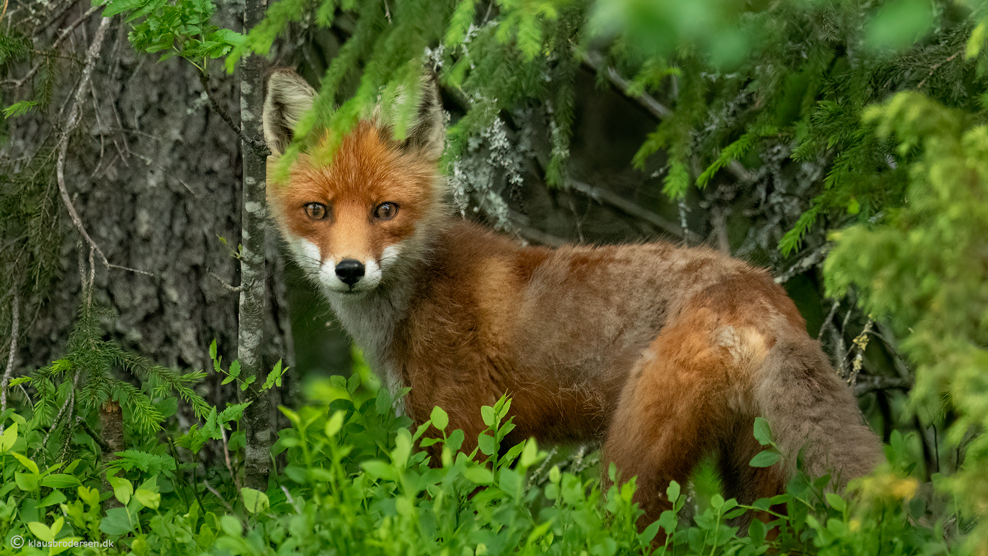 Red fox (Vulpes vulpes)