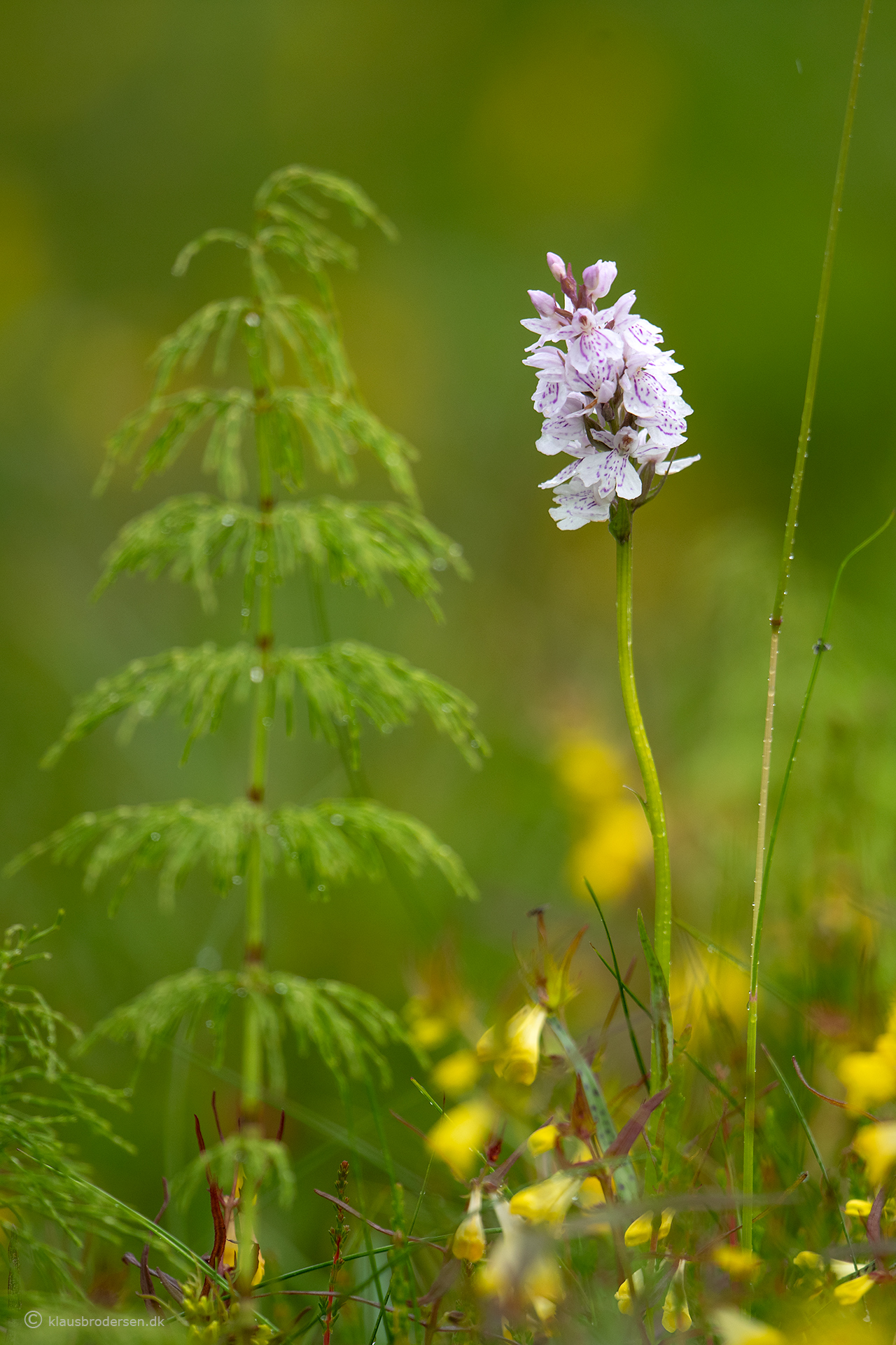 Dactylorhiza maculata