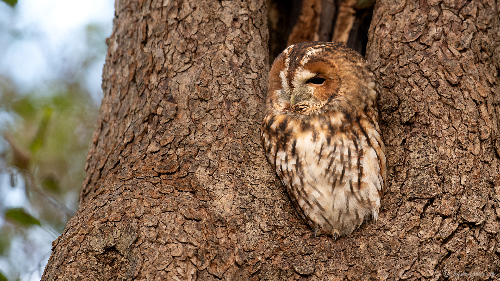 Tawny Owl. November 2020. Denmark. Click for more Tawny Owl.