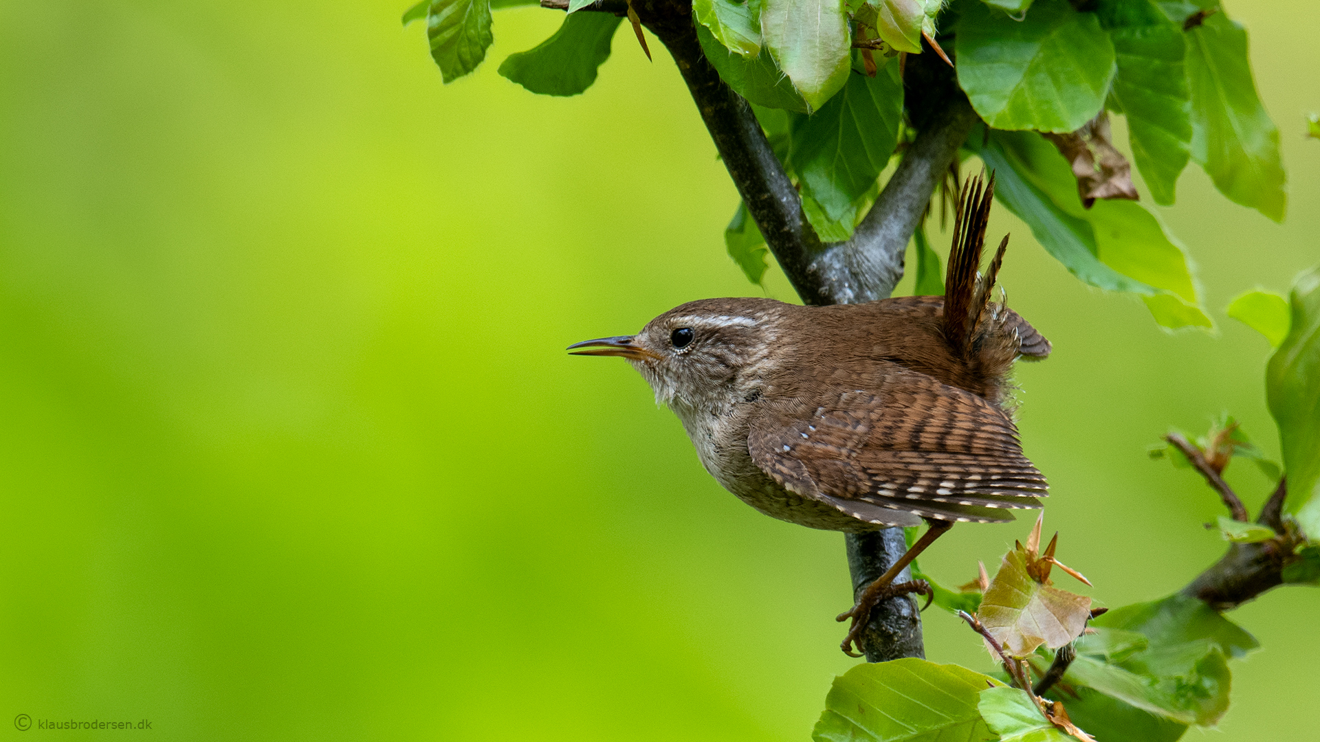 Eurasian Wren. May 2020. Denmark.