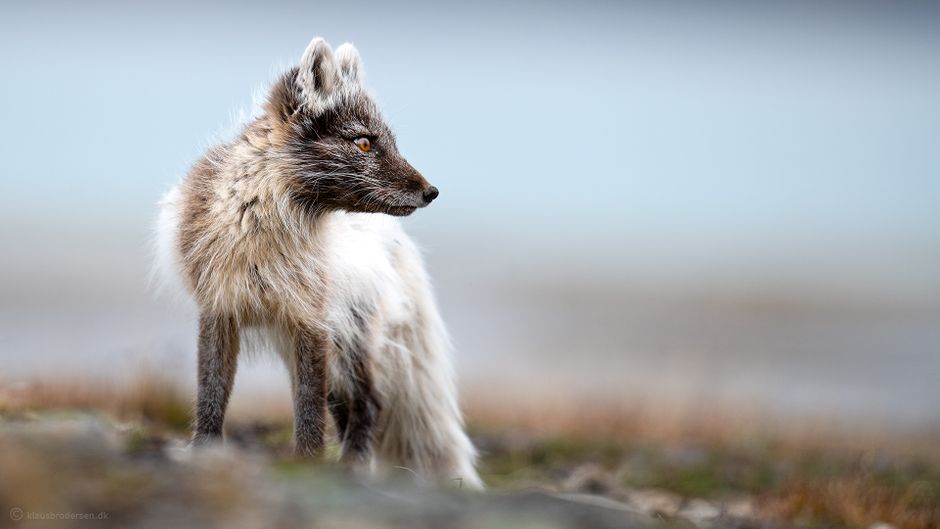 Arctic fox. June 2020. Svalbard, Norway.