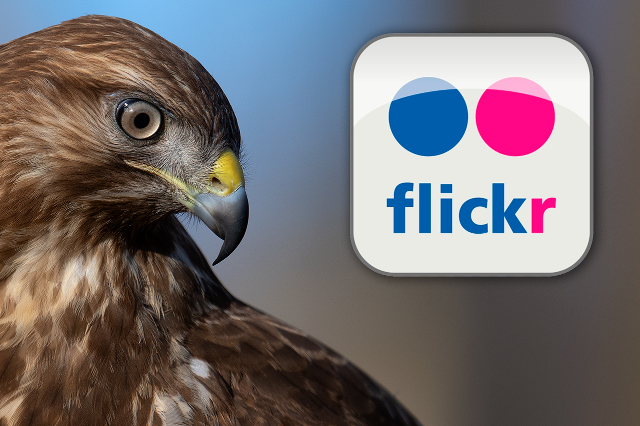 All new photos on Flickr